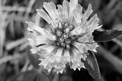 Zahid Dreaming Wallpapers: Nice Black And White Flower
