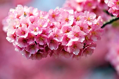Pink Flowers Wallpapers Desktop
