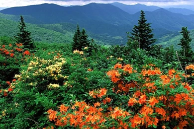 Beautiful Flowers Sceneries Desktop Wallpapers.   Flower Wallpapers