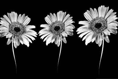 Gerbera Flowers Photo, Blooming Flowers In Black And White Style ...