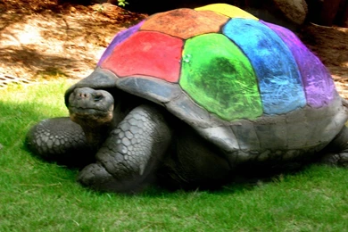 Beautiful Sea Turtle Wallpapers 1920x1200 Wallpapers,Turtle ...