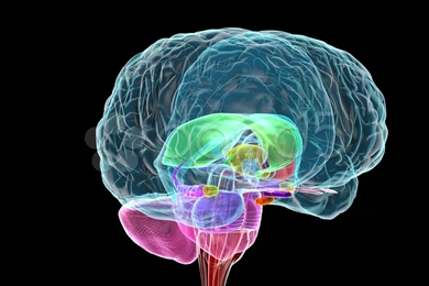 3D Brain Wallpapers HD Free