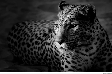 6811193 stunning black and white wallpaper.jpg