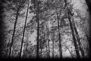 Amazing Black And White Forests 4K Wallpapers