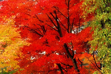 Download Autumn Tumblr Wallpapers Desktop