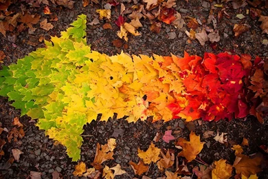 Pictures > Autumn Leaves Wallpapers 1920x1080