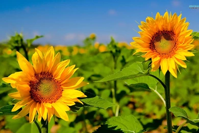 Sunflowers Wallpapers   Flower Wallpapers