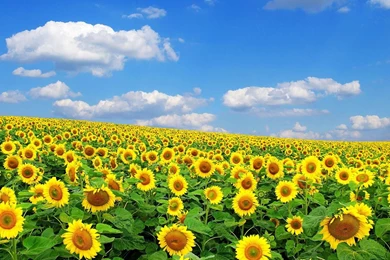 Lovely Sunflowers Wallpapers   HD Images New