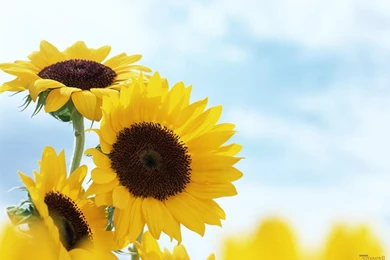 YouWall   Sun Flowers Wallpapers   Wallpaper,wallpapers,free ...