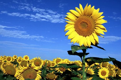 Sunflowers Wallpapers   Flower Wallpapers