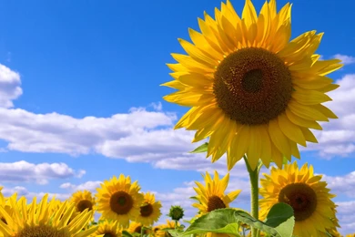 Sun Flowers Wallpapers For Facebook.jpg