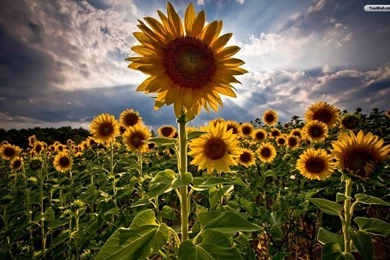 YouWall   Sunflowers Wallpapers   Wallpaper,wallpapers,free ...
