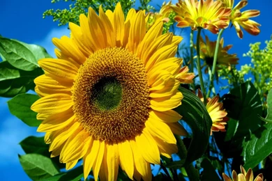 Sun Flower Wallpapers