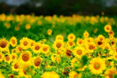 Sun Flowers Images And Wallpapers Download