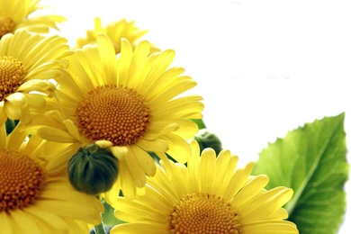 Beautiful Sunflowers   Wallpapers