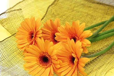 Room Flower Wallpapers 16707   Flower Wallpapers   Flowers