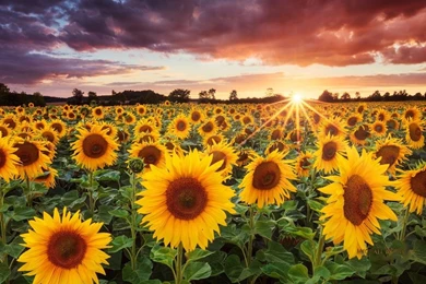 Sunflowers Wallpaper Ddesktop1.jpg