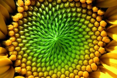 Sun Flowers Photography Wallpapers HD.jpg