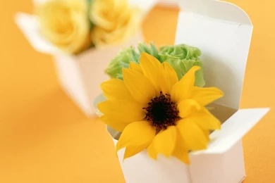 Flowers Wallpapers Photos: Sun Flowers Wallpapers