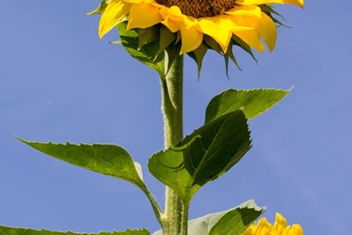 Sunflowers Mobile Wallpapers 14473