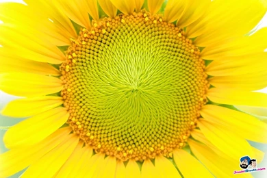 Free Download Sunflowers HD Wallpapers