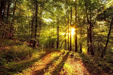 Nature Wallpapers Free Download Full Hd Nature Wallpapers Free ...