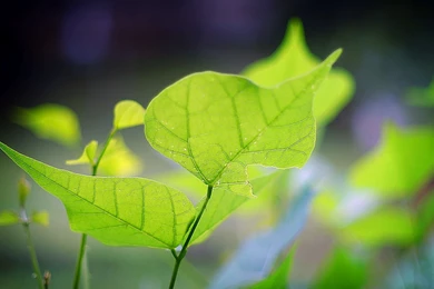 PC Wallpapers Hd Free 2012