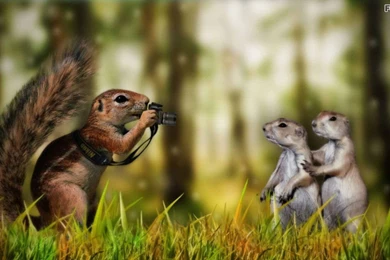 Funny Wallpapers Pictures Download AF7