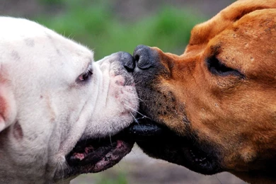 Funny, Wallpaper, HD Wallpapers – Yoyowall.com