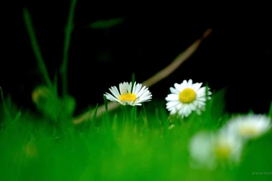 Wallpaper, Picture, Desktop, Quiet, Sweet, Love, Couple (