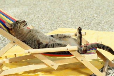 Funny Wallpapers Free Download HD Latest New Amazing Wonderful Images