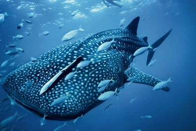 Whale Shark   1492110