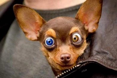 Funny hd wallpapers for windows 7.jpg