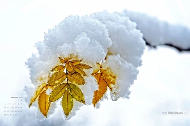 February 2014 Free Desktop Calendar Wallpapers