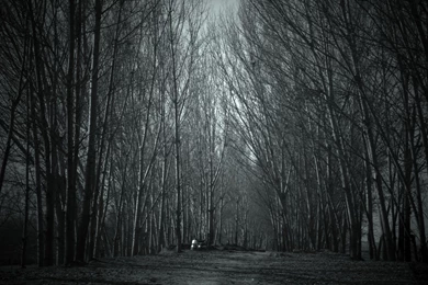 Gallery For Haunted Forest Wallpapers