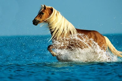 Horse Running In Sea Desktop Backgrounds Widescreen And HD ...