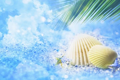 Dream Of Sea Shells Backgrounds Desktop,Fantasy Hd Wallpapers ...