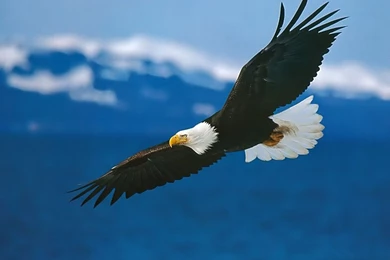 Animals: Steaming Eagle, Picture Nr. 36066