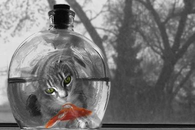 Selective Color Black White Goldfish Humor Mood Eyes Desktop ...