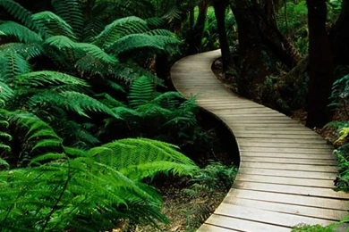 Wallpapers For Iphone: Hd Nature Wallpapers Iphone