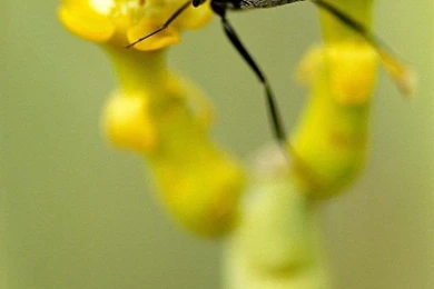 iPhone 4 Nature Wallpapers Set 2 06