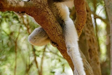 iPhone 4 Nature Wallpapers Set 2 09