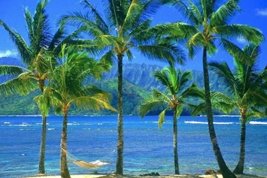 An Empty Hammock beach wallpaper.jpg