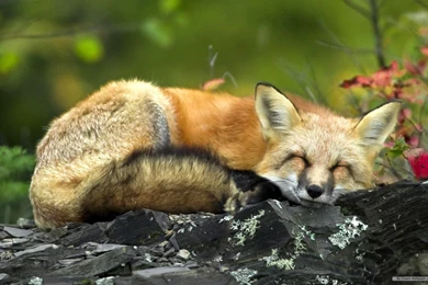 Free Animal Wallpapers Cute Animals 1 Wallpapers 1680x1050 Wallpapers ...