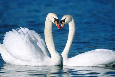 HD Animal Wallpapers: Free Animals Wallpapers