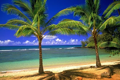 1920x1200 Palms On The Beach Desktop PC And Mac Wallpapers