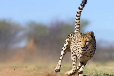 Download Cheetah Animal Wallpapers Free By Udhao.net