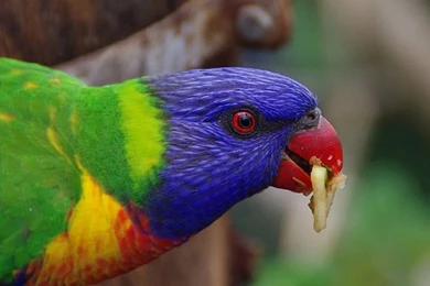 Hd Animal Wallpapers, Wild Animals, Animal Desktop Images, High ...