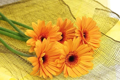 Orange Flowers Wallpapers HD.jpg
