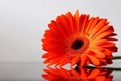 Orange flowers wallpaper.jpg